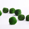 Japan Genuine Aquarium Ball Landscaping 1cm Chlorella Algae Marimo Happy Environmental Green Seaweed Ball - GoJohnny437